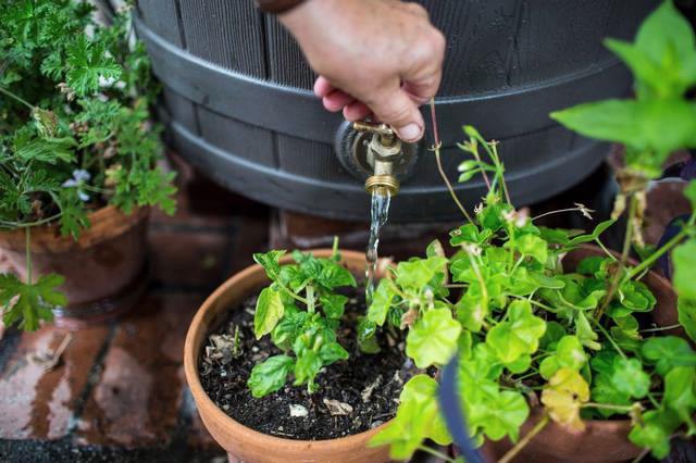 Rain barrel 