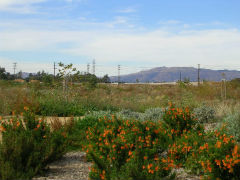 Santa
        Monica Conservancy 7 acres of developed area: walking trail_240x180