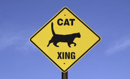 Cat Crossing Sign Image