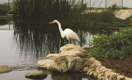 Watershed Protection Image