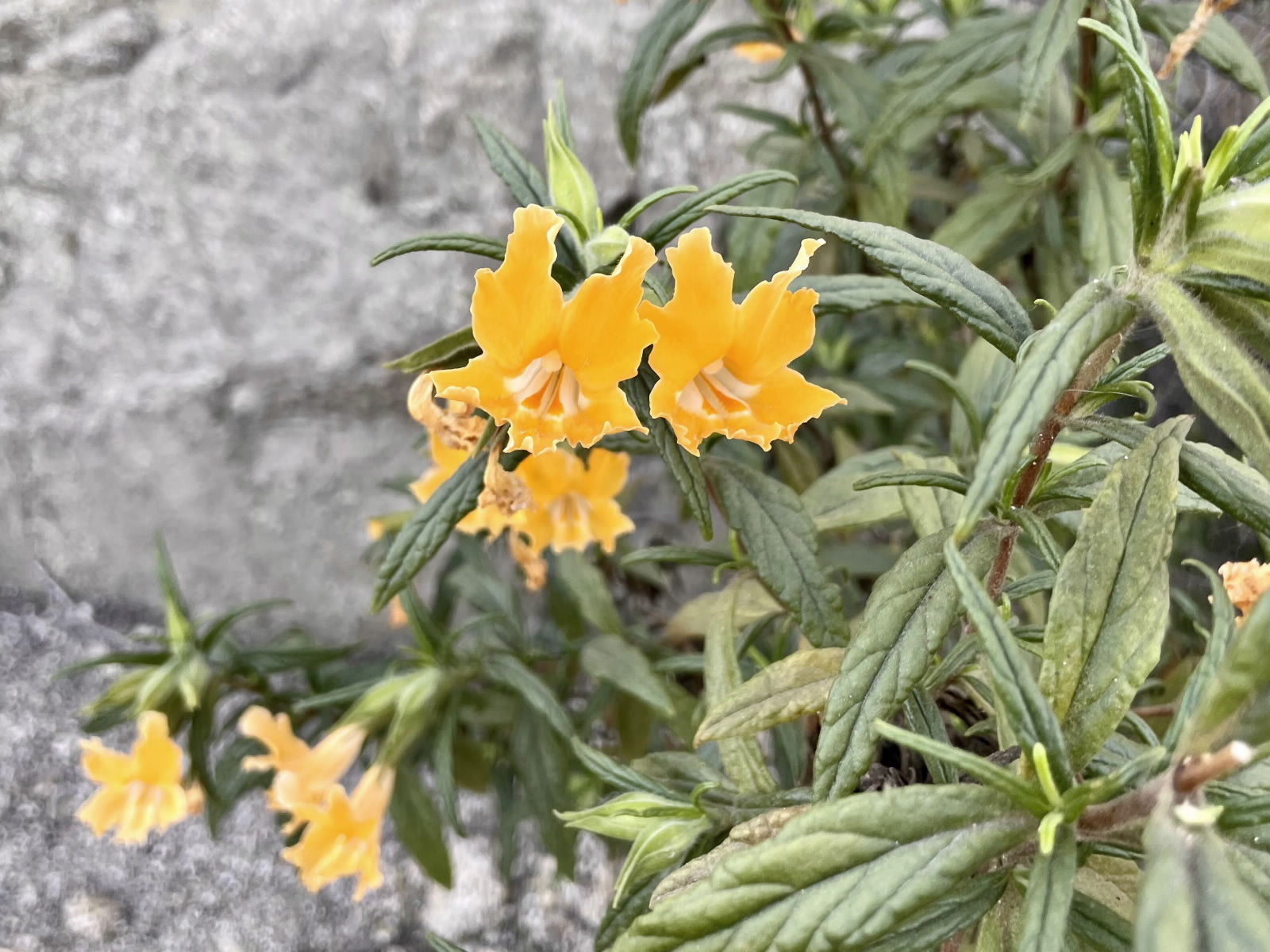 Monkeyflower (Photo: Michelle Barton)
