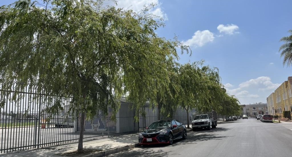 Trees with parked cars