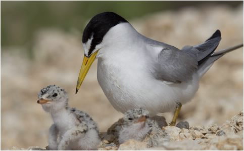 Rare bird specie protection