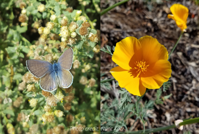 butterfly and poppy biodiversity 400px