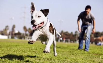 dogwastebags425260